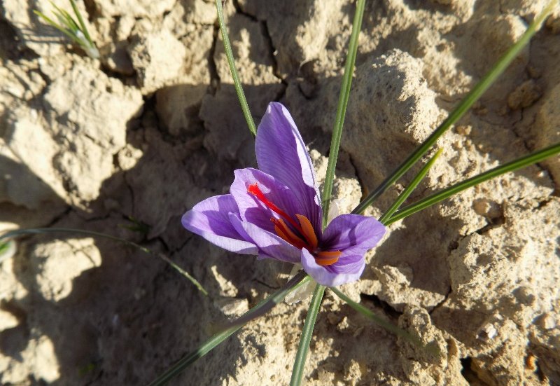 zafferano-fiore-Fucecchio