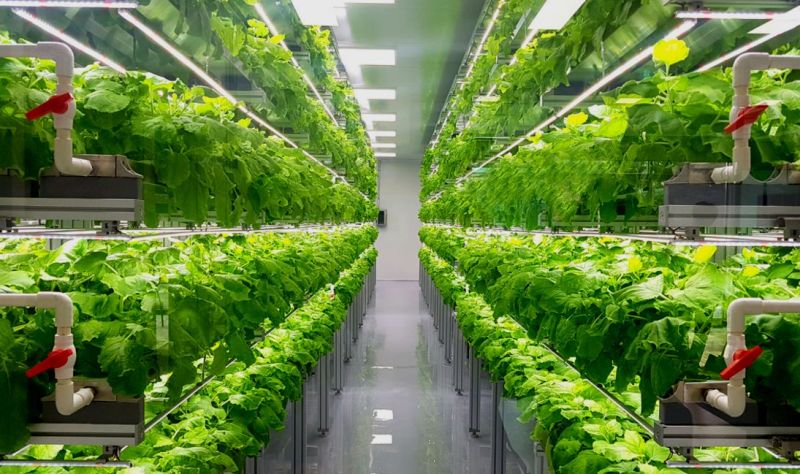 vertical farm-coltura idroponica