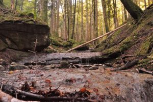 bosco-foresta-Toscana