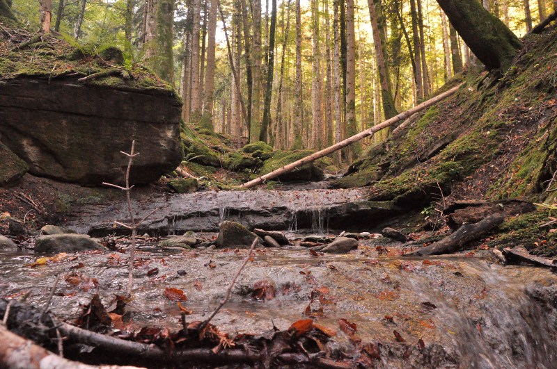 bosco-foresta-Toscana