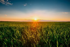 agricoltura_campo-biologico