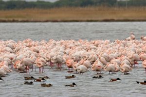 Fenicotteri Orbetello_Wwf