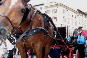 Barroccio-cavallo-Firenze