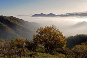 Parco foreste casentinesi