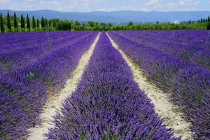 lavanda-coltivazione-Toscana