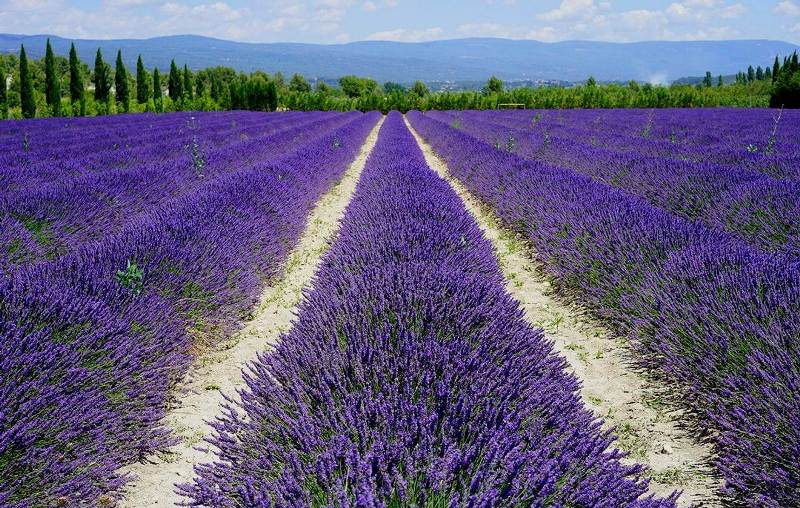 lavanda-coltivazione-Toscana