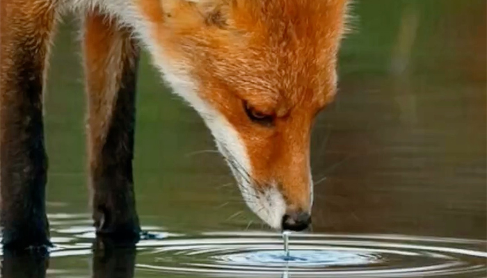 Animali selvatici, i volontari del Vab Montemurlo riforniscono di acqua la fauna mentre quelli del Cetras di Empoli organizzano due liberazioni di rapaci.