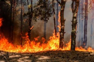 incendi boschivi Toscana