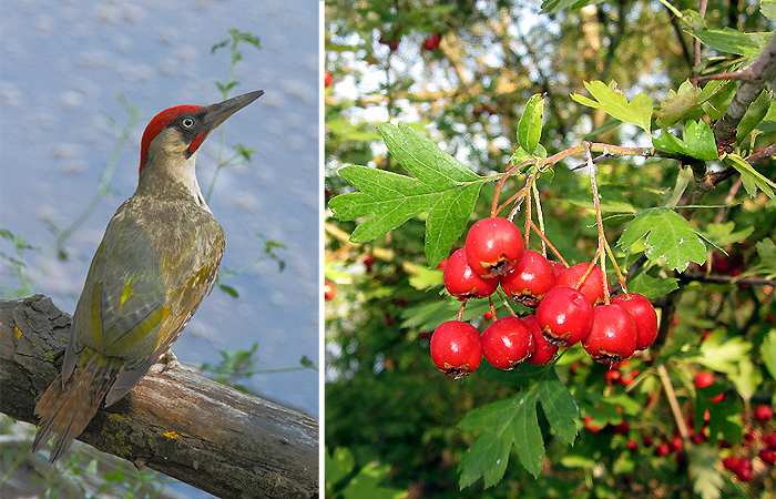 Birdgarden, a Empoli un'occasione per imparare a ospitare fiori e animali