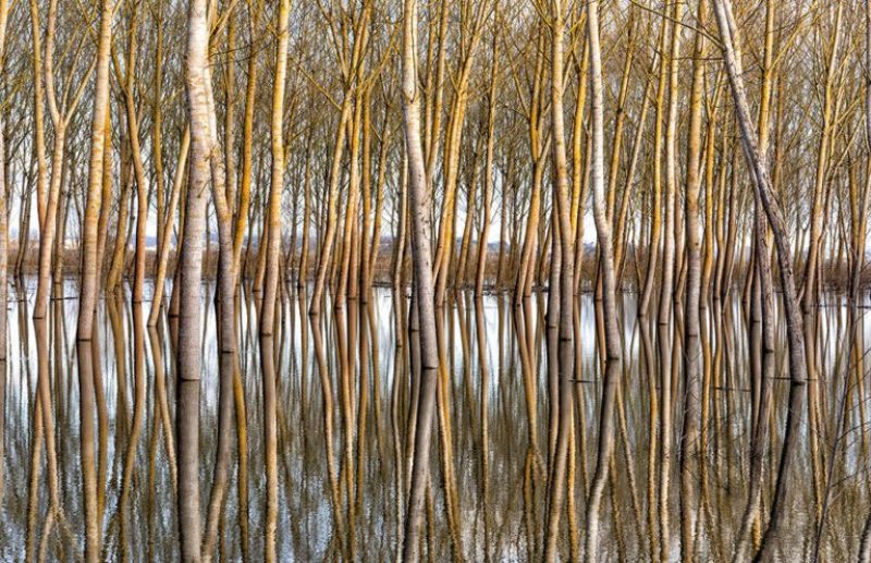 Padule concorso fotografico Toscana-ambiente