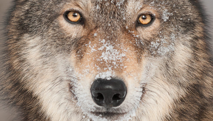 Wwf Italia: "Nessuno può promettere una taglia per chi uccide un lupo"
