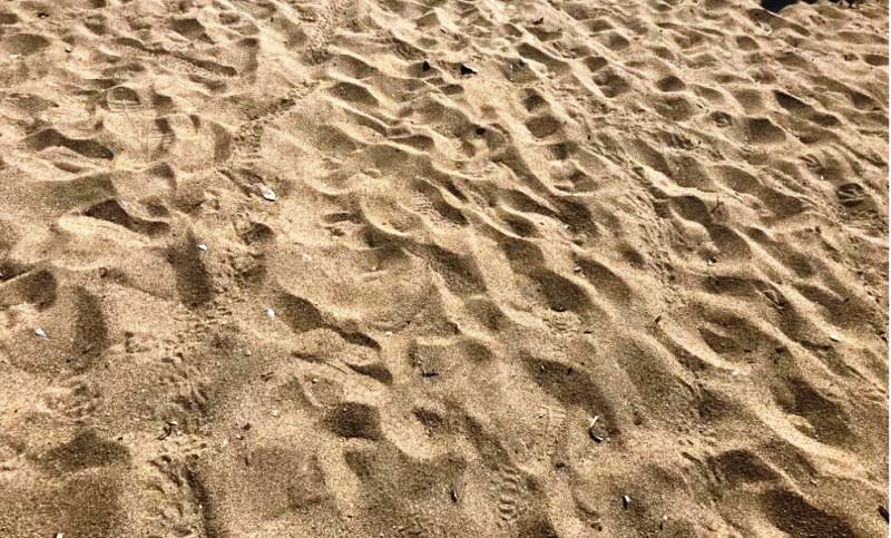 tartarughe tracce sabbia_toscana ambiente