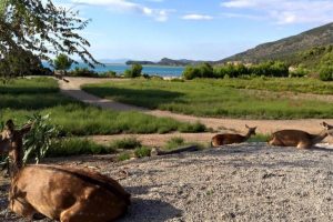 Cala di Forno_Toscana-ambiente