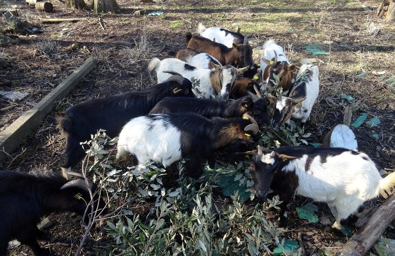 caprette affido_Toscana-ambiente