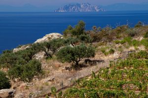 Giglio cavolo_Toscana-Ambiente