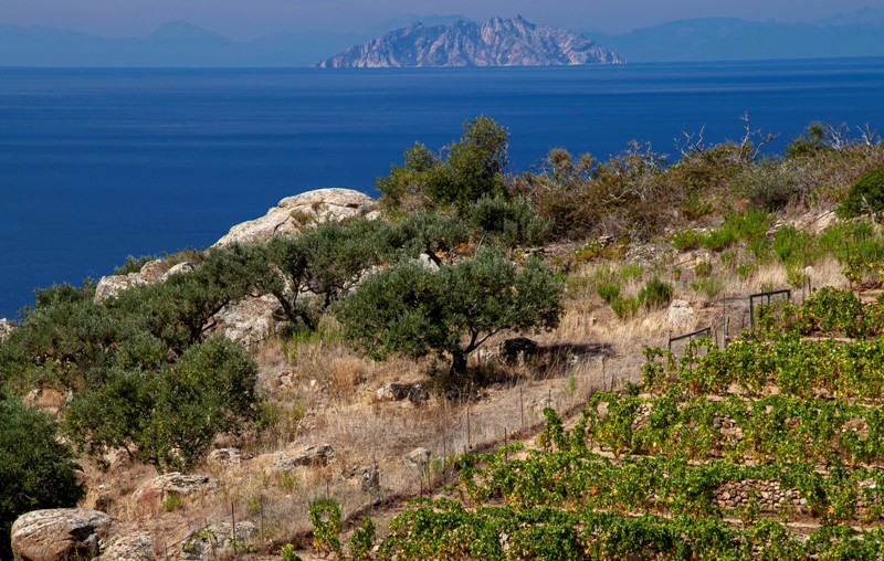 Giglio cavolo_Toscana-Ambiente