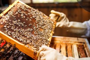 La Regione Toscana finanzia gli apicoltori con due bandi. Scadenza prevista per il 24 dicembre 2022.