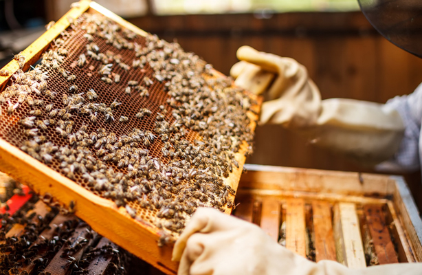 La Regione Toscana finanzia gli apicoltori con due bandi. Scadenza prevista per il 24 dicembre 2022.
