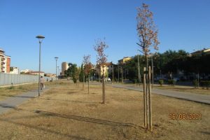 alberelli urbano_Toscana-ambiente