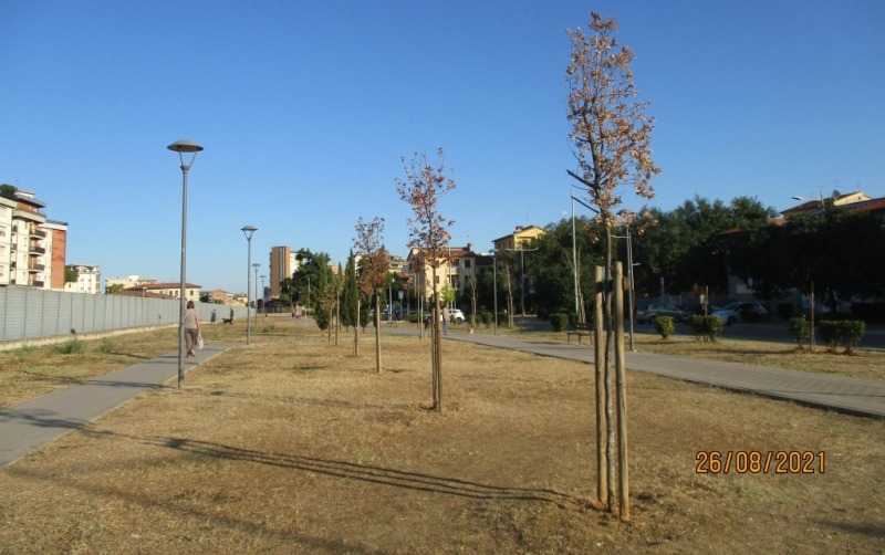 alberelli urbano_Toscana-ambiente