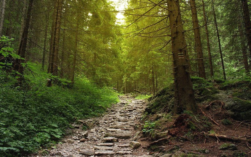 miliardi alberi_Toscana-ambiente