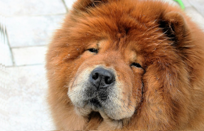 Una giovane coppia di Montemurlo fa morire il proprio chow chow al freddo e viene denunciata.