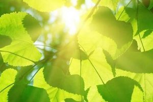 Università di Pisa: "Le piante si proteggono dal sole meglio dell'uomo"