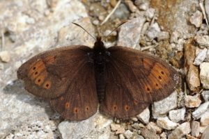 farfalla-climatici-Erebia_Toscana-ambiente