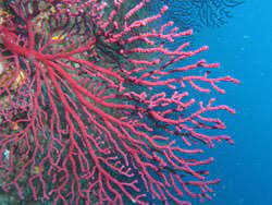 Coralligeno (foto Arpat)