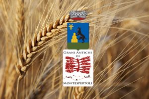 Continua il sogno dei grani antichi a Montelupo Fiorentino, il Comune rinnova il contratto di affitto all'azienda agricola Cafaggio per cinque anni.