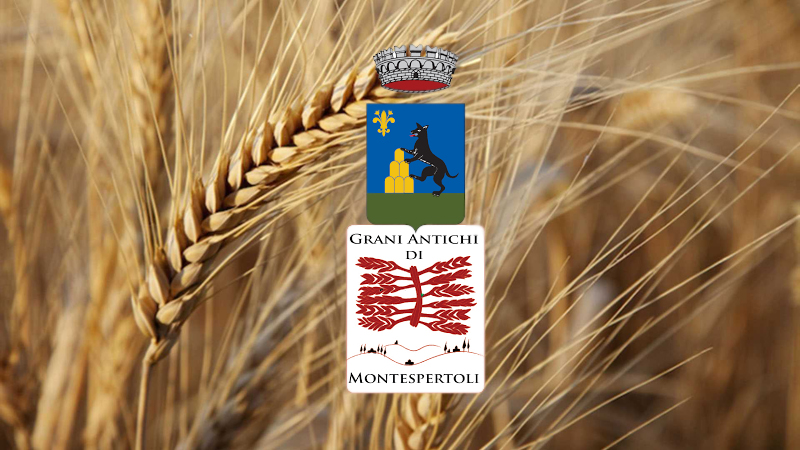 Continua il sogno dei grani antichi a Montelupo Fiorentino, il Comune rinnova il contratto di affitto all'azienda agricola Cafaggio per cinque anni.