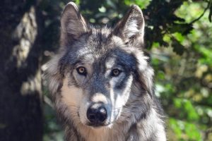 Uno studio delle Univesità di Pisa e Firenze sta indagando l'importanza del lupo nelle Alpi Apuane.