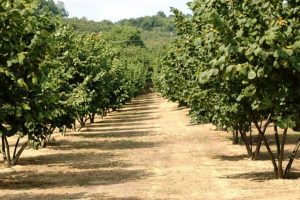 noccioleti-Ferrero_Toscana-ambiente