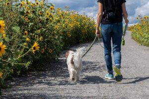 Francigena-itinerari-slow_Toscana-ambiente