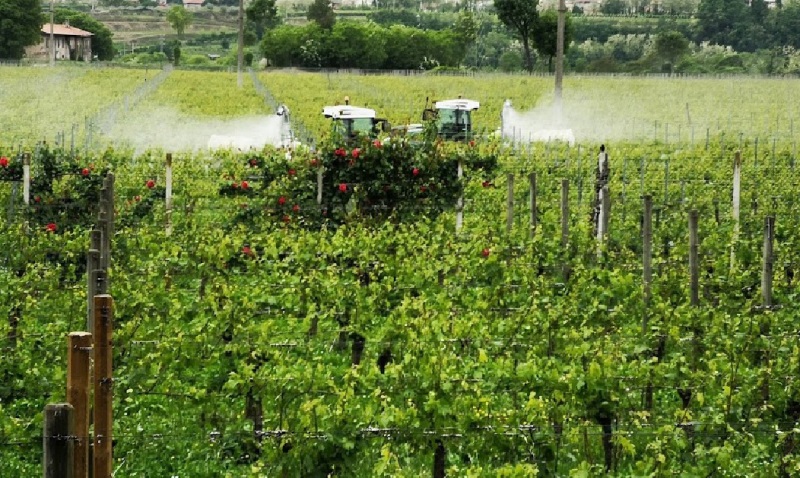 Chianti-Greve-pesticidi_Toscana-ambiente