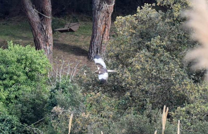 falco-Elba-umida_Toscana-ambiente