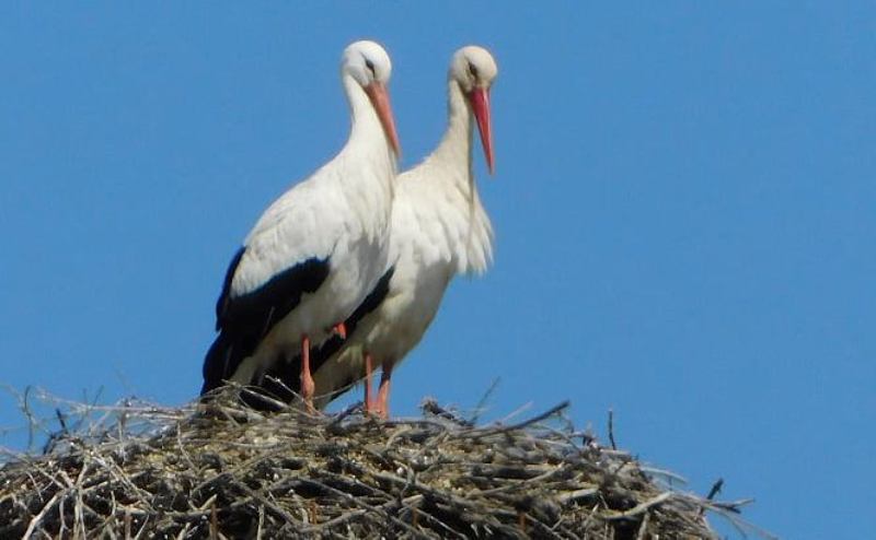 cicogne-Fucecchio-nidi_Toscana-ambiente