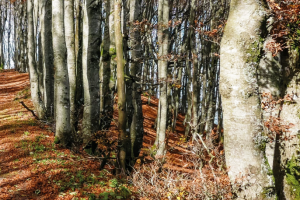 boschi-forestale-Wwf_Toscana-ambiente