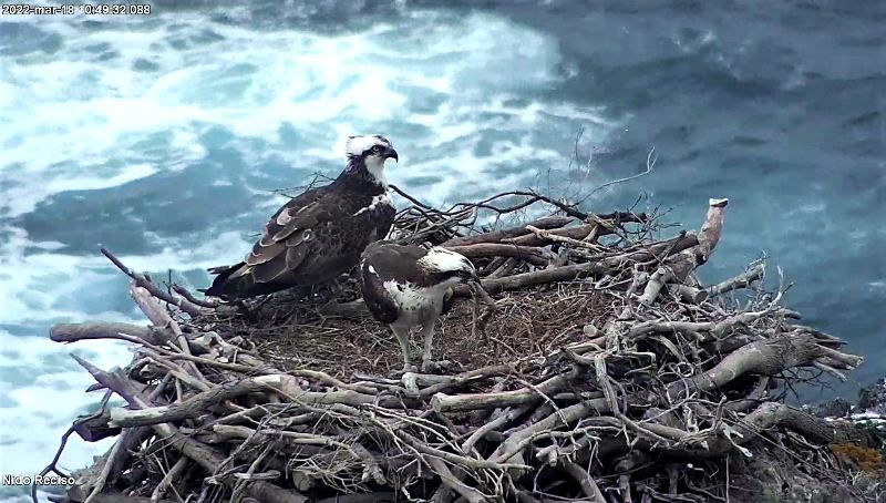 falchi-pescatore-Capraia_Toscana-ambiente