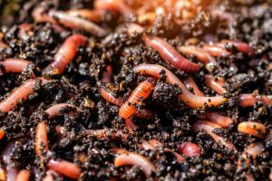 Ateneo di Pisa e il progetto europeo Recover: "Insetti, lombrichi e funghi possono mangiare la plastica"