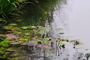 Parco-ninfea-Versiliana_Toscana-ambiente