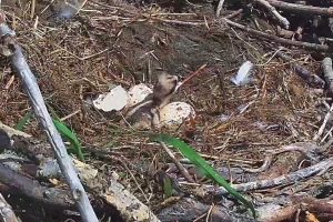 falco-pescatore-Orbetello_Toscana-ambiente