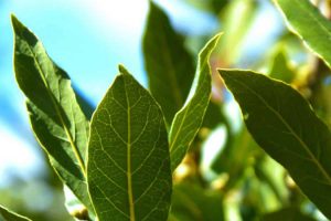 Alloro, fotinia, ligustrum lucidum e olivo possono ridurre l’inquinamento atmosferico.