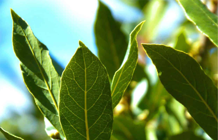 Alloro, fotinia, ligustrum lucidum e olivo possono ridurre l’inquinamento atmosferico.