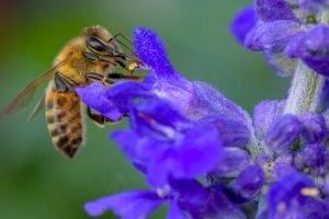 api-insetticidi-climatico_Toscana-ambiente