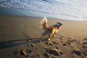 Viareggio-animali-tutela_Toscana-ambiente