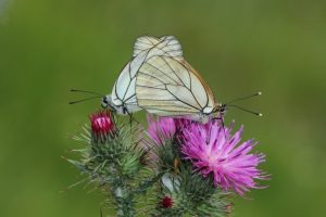 farfalla-bellezza-citizen_Toscana-ambiente