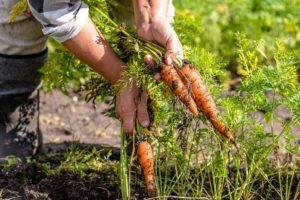 biologico-pregiudizi_Toscana-ambiente