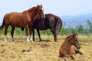 cavalli-Volterra-Protection_Toscana-ambiente