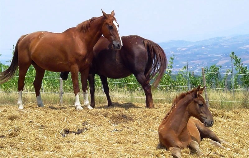 cavalli-Volterra-Protection_Toscana-ambiente